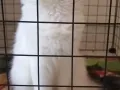 一岁左右纯种白色布偶猫弟弟，有偿领养，健康活泼，吃货一枚，找有缘的爸爸妈妈。