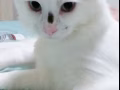 一岁左右纯种布偶猫弟弟有偿领养，纯白长毛梵色布偶，性格非常好，身体健康，也经绝育