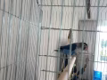fisher牡丹鹦鹉