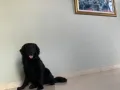 金毛掺掺宝宝