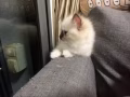 布偶小猫两个月啦