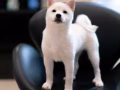 【柴犬】割爱寻找有缘人有偿领养4小只【有图】