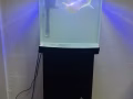三个月鱼缸