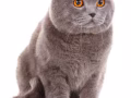 找英国短毛蓝猫