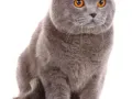 找英国短毛蓝猫