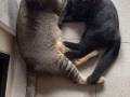 黑波斯猫和田园猫