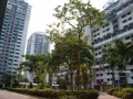 Clementi 420块钱,  床位出租
