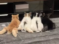 可爱兔兔出售