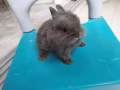 可爱狮头兔