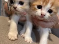 可爱小奶猫出售