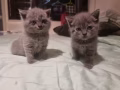 英短蓝猫