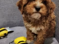 cavapoo