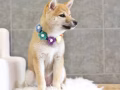 纯种柴犬妹妹蹲家长｜5个月超级粘人