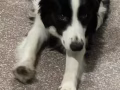 澳洲纯种牧羊犬找新主人