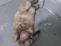 有价领养可爱的垂耳兔 兔子