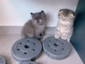 ***自家猫咪产的猫崽有偿领养***