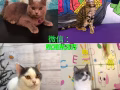 猫狗寻家 WhatsApp: 8175 4255