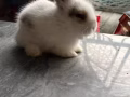 可爱狮子兔领养