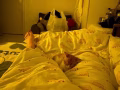 有偿领养奶猫