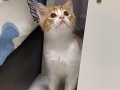 有偿领养奶猫