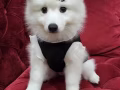 Japanese Spitz 日本银狐