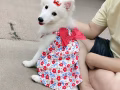 Japanese Spitz 日本银狐