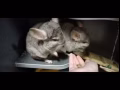 龙猫 有偿领养 有人要吗？