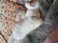可爱进口猫咪