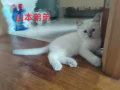 纯种布偶宝宝找家