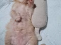 长毛西伯利亚混缅因03/08/2022出生猫宝宝找新家有偿领养$880-980