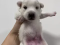 纯种银狐犬