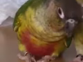 鹦鹉丢失