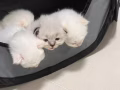 布偶猫21天