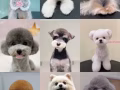 盛港宠物美容