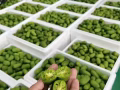有鮮活小龍蝦 大閘蟹 各種海鮮 蔬菜 水蜜桃 等等可以全部團購