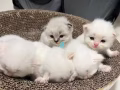 小奶猫找新家啦（有偿领养）