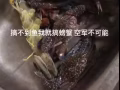 海钓螃蟹和网！便宜出间间单单抓到螃蟹鱼虾