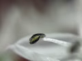求一辆脚车自行车