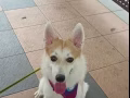求领养
