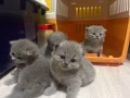 英国长毛小蓝猫