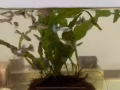 孔雀鱼