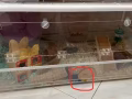 仓鼠笼子