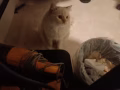 小猫咪找女朋友