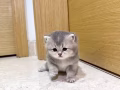 蓝金25色妹妹