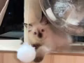 布偶猫妹妹找家