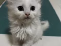 Scottish fold kitten