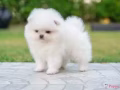 博美宝宝 * 现货 *