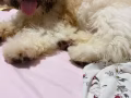 西施狗狗 男