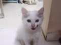 Maincoon kitten for adoption