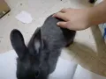 灰色兔子，价格可议